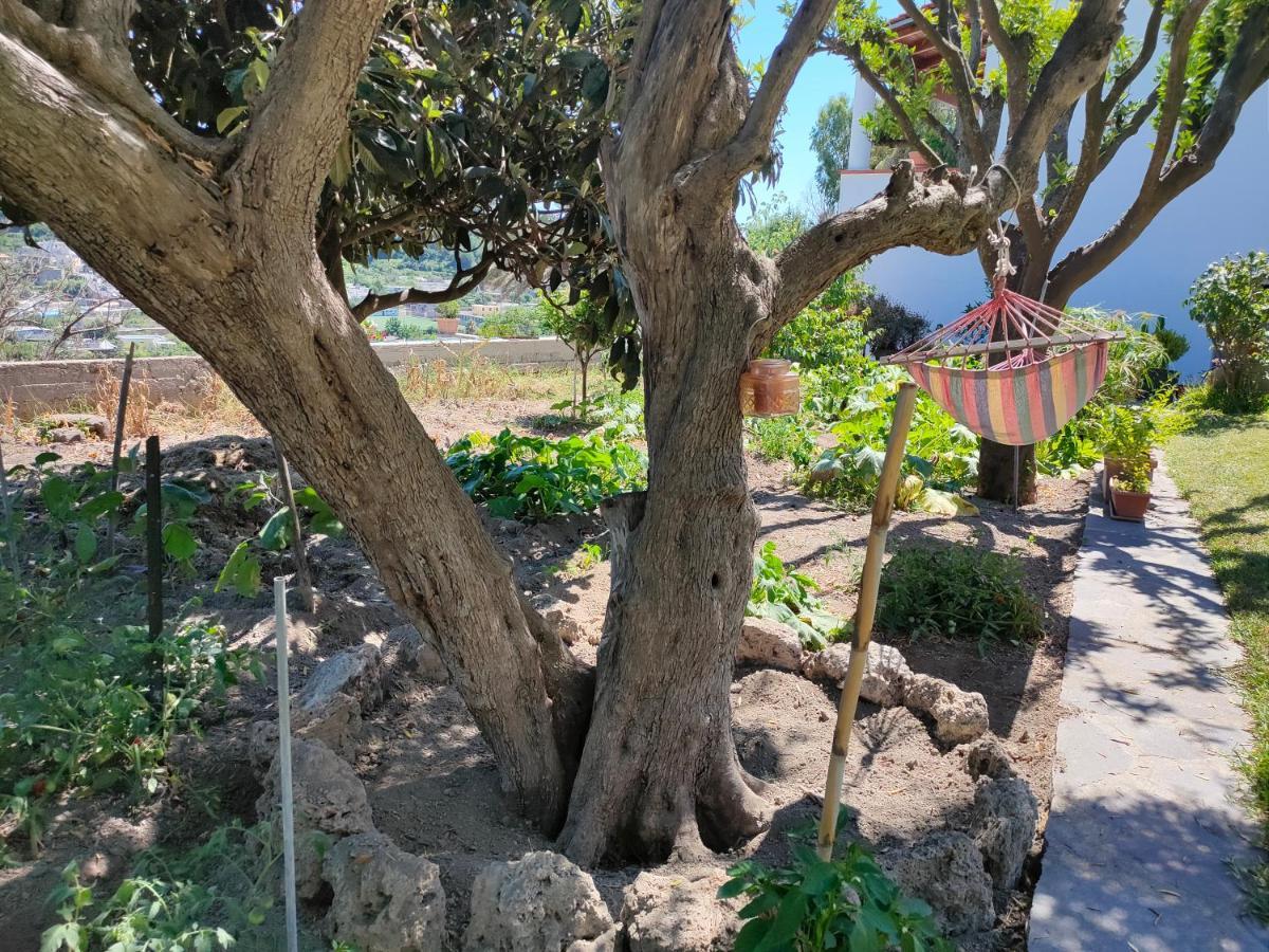 Apartmán Il Giardino Barano dʼIschia Exteriér fotografie